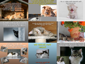 klicke hier, um die Datei herunterzuladen Zauber der Katzen
