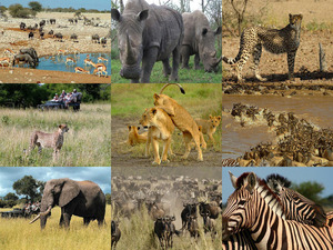 klicke hier, um die Datei herunterzuladen Safari