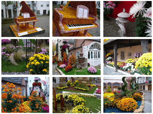 klicke hier, um die Datei herunterzuladen Chrysanthema Lahr Germany