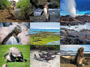 klicke hier, um die Datei herunterzuladen Galapagos Inseln