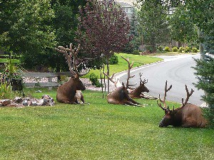 Gangs de rue