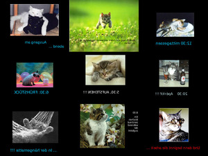 klicke hier, um die Datei herunterzuladen Katzen
