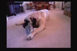 Braver Hund - oder doch nicht