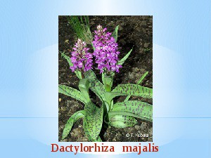 Orchideen - 2