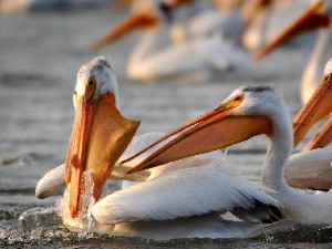 klicke hier, um die Datei herunterzuladen birds