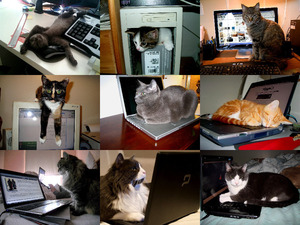klicke hier, um die Datei herunterzuladen Computer cats - Judy