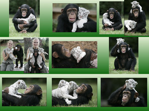 klicke hier, um die Datei herunterzuladen chimpmam