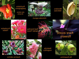 klicke hier, um die Datei herunterzuladen Rare exotic flowers