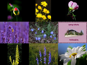 klicke hier, um die Datei herunterzuladen Bilder-Galerie vom 01072013 Blumen