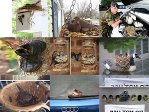 klicke hier, um die Datei herunterzuladen Vogelnestjes 1