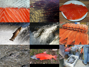 klicke hier, um die Datei herunterzuladen Lachs 1