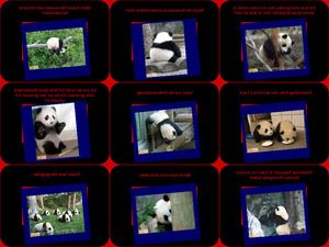 klicke hier, um die Datei herunterzuladen ein pandatag