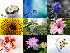 klicke hier, um die Datei herunterzuladen Bloemen 19