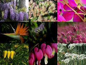klicke hier, um die Datei herunterzuladen Bloemen 21