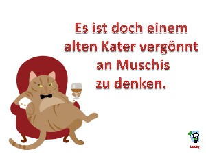 alter Kater denkt an Muschis