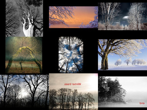 wintertrees - wunderschne Bilder von Bumen im Winter