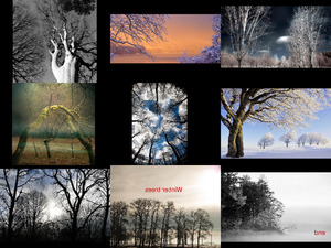 klicke hier, um die Datei herunterzuladen wintertrees - wunderschöne Bilder von Bäumen im Winter