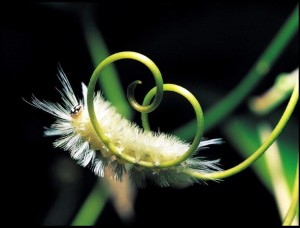 klicke hier, um die Datei herunterzuladen Macrophotographie