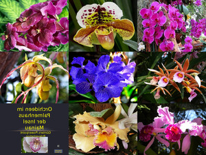 Orchideen im Palmenhaus Mainau 