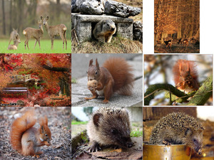klicke hier, um die Datei herunterzuladen Kleine Tiere