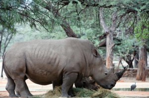 klicke hier, um die Datei herunterzuladen Safari in Afrika