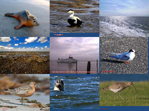 Waddenzee