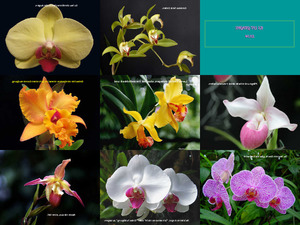 Orchideen und Gedanken ki