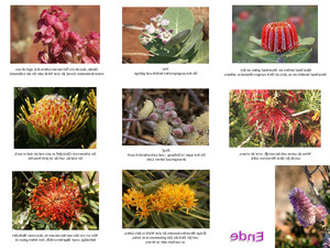 Blumen aus Australien