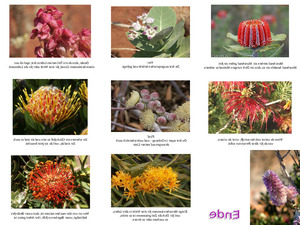 klicke hier, um die Datei herunterzuladen Blumen aus Australien