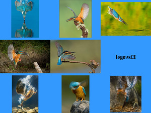 klicke hier, um die Datei herunterzuladen Eisvogel