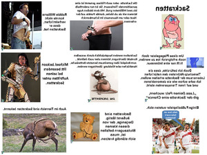 klicke hier, um die Datei herunterzuladen Sackratten