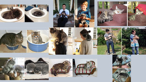 klicke hier, um die Datei herunterzuladen Erwachsene Katzen immer noch nicht klar E
