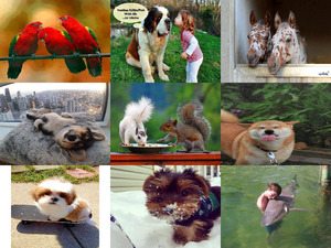 klicke hier, um die Datei herunterzuladen Tierfreunde 14