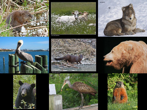 klicke hier, um die Datei herunterzuladen Bilder-Galerie vom 01032014 Tiere