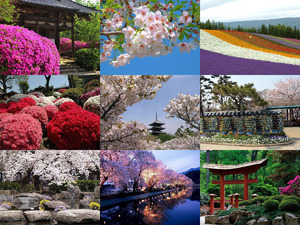 klicke hier, um die Datei herunterzuladen Japan im Fruehling