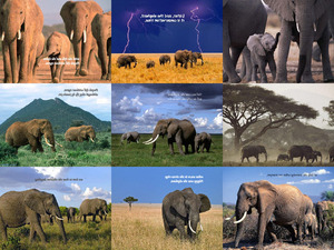 klicke hier, um die Datei herunterzuladen Elephants-Song