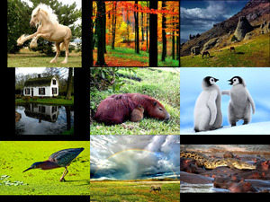 klicke hier, um die Datei herunterzuladen Sehr schöne Bilder von Landschaften, Tieren...