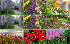 klicke hier, um die Datei herunterzuladen Blüten