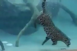 Unterwasserjagd