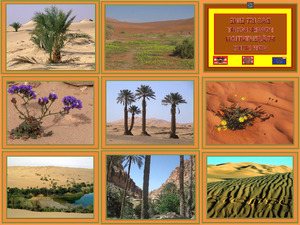 Die Sahara Wueste Gruent