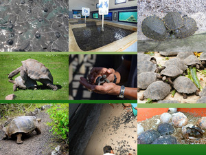 Galapagos Schildkroeten Aufzuchtstation 