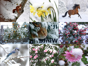 klicke hier, um die Datei herunterzuladen itswinter-Adriana