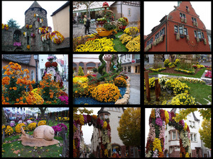 klicke hier, um die Datei herunterzuladen chrysantenfeest ge