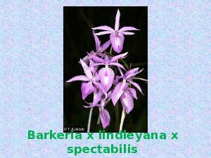 Orchideen - 1