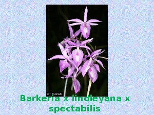 klicke hier, um die Datei herunterzuladen Orchideen - 1
