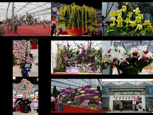Taiwan - Orchideenshow 2009