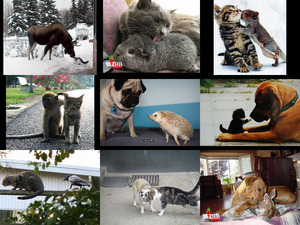 Tierfreundschaften