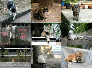 klicke hier, um die Datei herunterzuladen Katzen auf der Straße