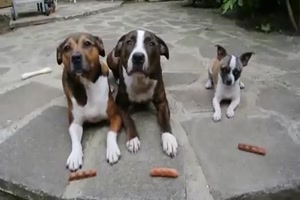 Pfiffiger Hund