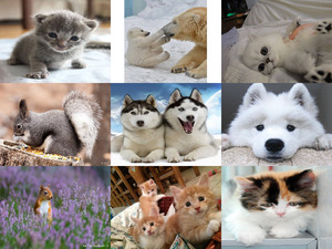 klicke hier, um die Datei herunterzuladen Tierfreunde 37